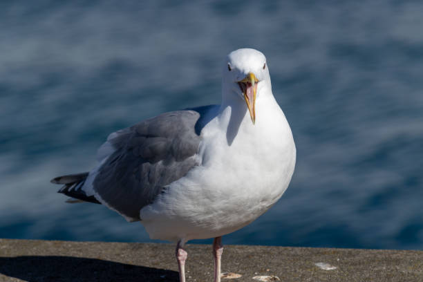 istock Majestic Seagull by the Seattle Shore. 2104909632