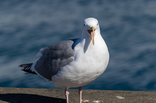 A majestic seagull perched gracefully on a rock, overlooking the vast expanse of the sea in Seattle.
