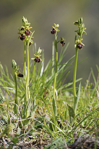 some plants in blooming of early spider-orchid, Ophrys sphegodes, Orchidaceae