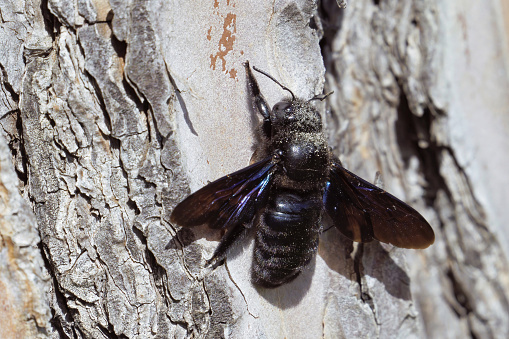 female  violet carpenter bee on the bark of a domestic pine, Xylocopa violacea, Apidae