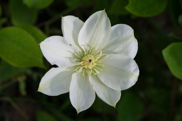 One flower of white clematis in the sunlight. Natural background.