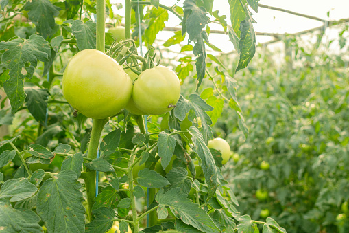 greenhouse tomato production, fruits still green