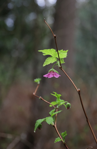 Rubus spectabilis.
Early pink blossoms of the salmonberry in a rainforest in southwestern British Columbia. Spring morning in Metro Vancouver.
Plant Hardiness Zone 8A.
