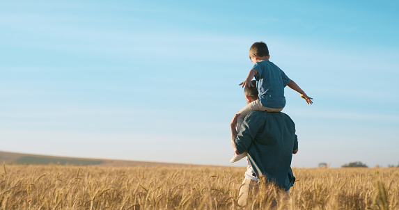 Father, child and shoulders on wheat field or walking relax for bonding with travel peace in countryside, holiday or vacation. Person, kid and back in grassland for parent connection, trip or summer