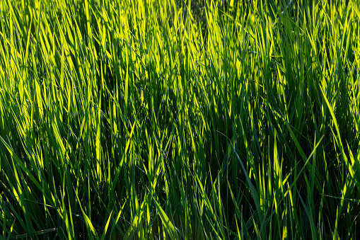 Green grass texture background at the edge of the wetland.