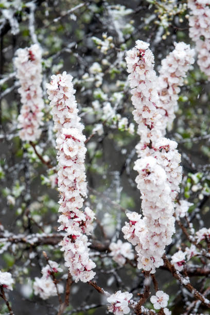 On March 22, 2024, snow fell on tree blossoms in Ankara