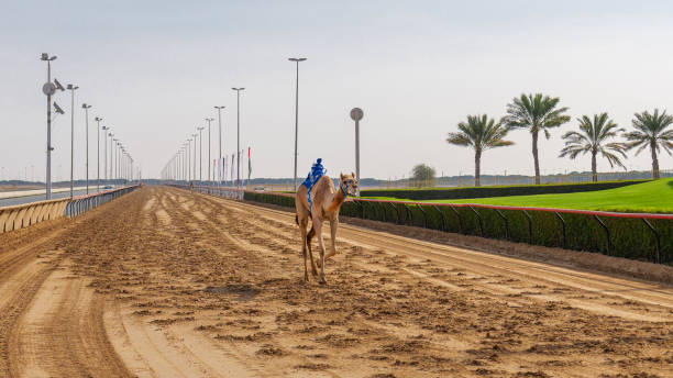 istock racing camel with robot jockeys, Dubai, United Arab Emirates 2104953363