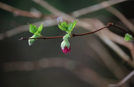 Rubus spectabilis.\nBud of the Salmonberry at the edge of a rainforest. Early springtime in Metro Vancouver.\nPlant Hardiness Zone 8A.