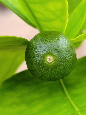 Small, new ruby red grapefruit with green leaves. Blossom end view