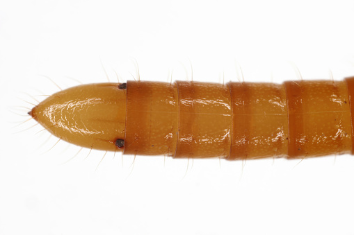 Wireworm Agriotes sp a click beetle larva. Wireworms are  important pests that feed on plant roots. view from top.