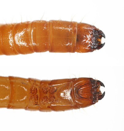 Wireworm Agriotes sp a click beetle larva. Wireworms are  important pests that feed on plant roots. Top and bottom view, front part of the body.