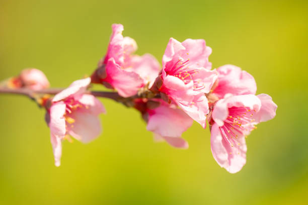 Peach flower blooming in the rural