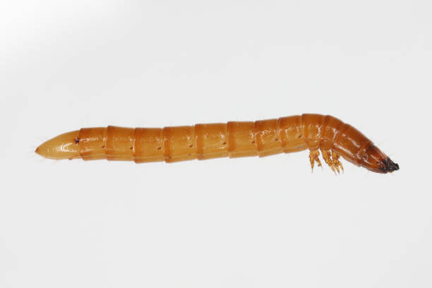 istock Wireworm Agriotes sp a click beetle larva. Wireworms are  important pests that feed on plant roots. Side view. 2104993732