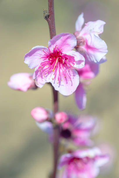 Peach Pink Flowers on a Bokeh Background