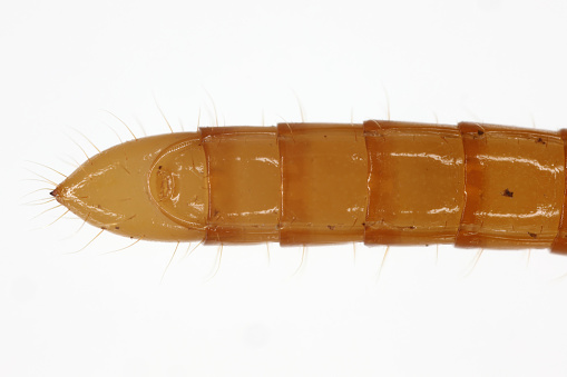 Wireworm Agriotes sp a click beetle larva. Wireworms are  important pests that feed on plant roots. View from below.