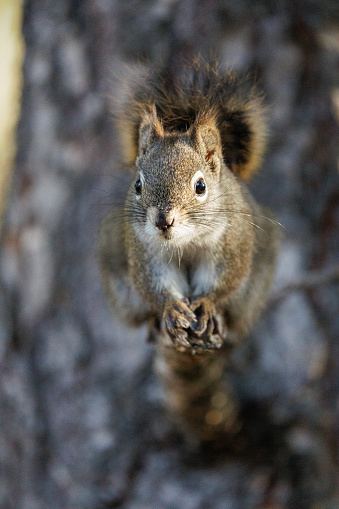A close-up view of an American Red Squirrel in the Rocky Mountains of Alberta, Canada. The focus is on the eye of the squirrel.