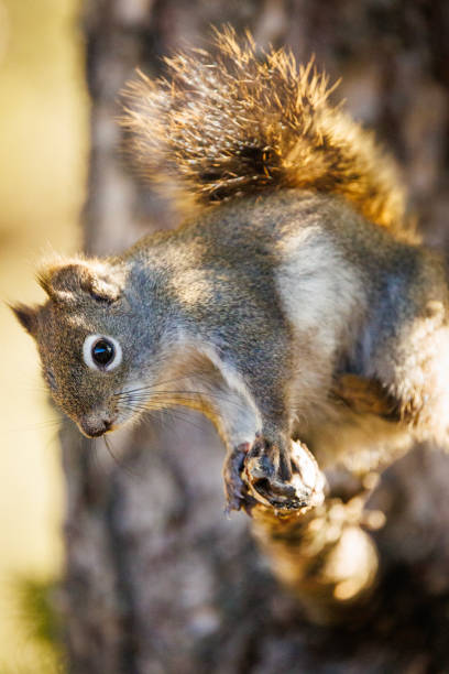 istock Squirrel in the Rocky Mountains of Canada 2105030021