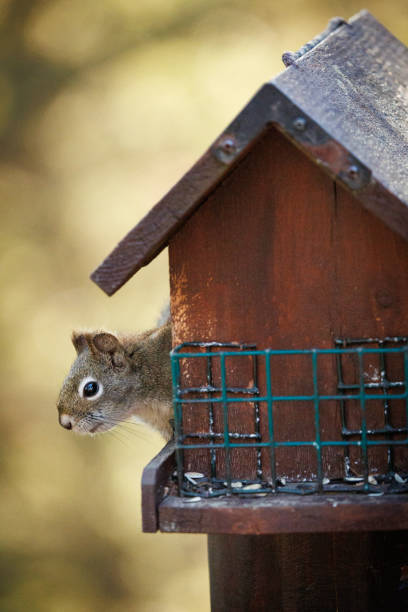 istock Squirrel in the Bird Feeder House 2105032114