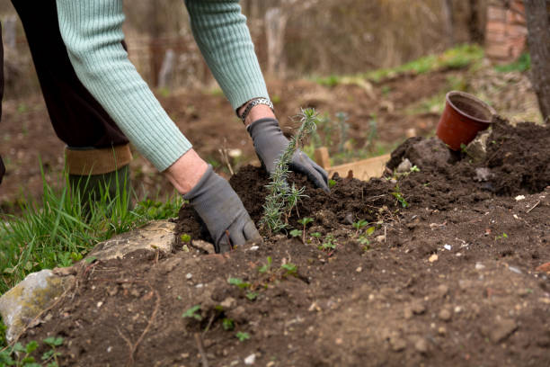 cultivating serenity: planting lavender by hand - scented non urban scene spring dirt imagens e fotografias de stock