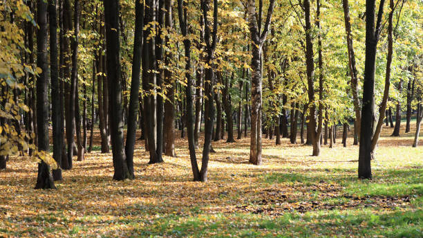 trees in autumn day stock photo