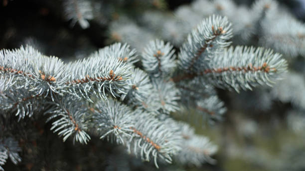 fir tree stock photo