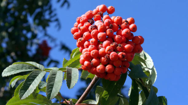 ashberry at dry sunny day stock photo