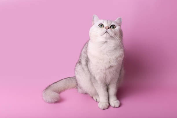 istock Charming white British cat sitting isolated on pink background, looks up 2105062992