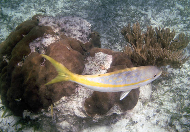 lucjan żółtoogonowy i koral - chryzor zdjęcia i obrazy z banku zdjęć