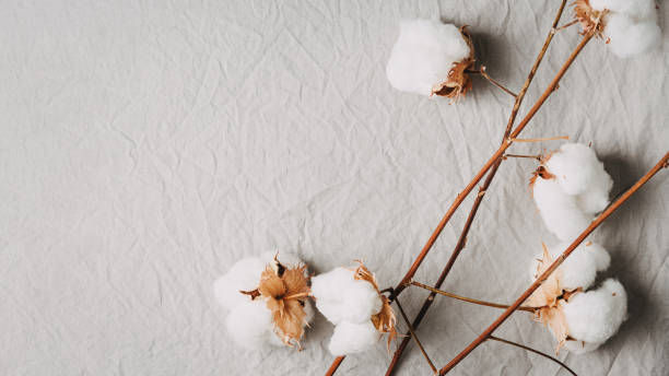 istock Cotton sprigs on natural cotton fabric. 2105069779