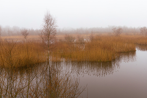 A natural landscape with a lake, tall grass, and trees lining the bank under a cloudy sky on a foggy morning.