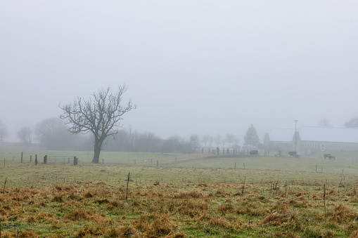 Natural landscape of a foggy morning in the countryside. Foggy farm field and lonely tree.