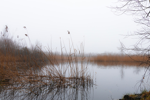 A natural landscape with a lake, tall grass, and trees lining the bank under a cloudy sky on a foggy morning.