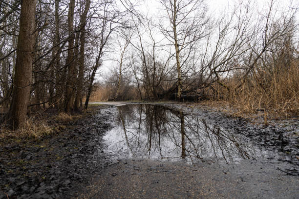 Large puddle on the road in the park. Of-season concept.