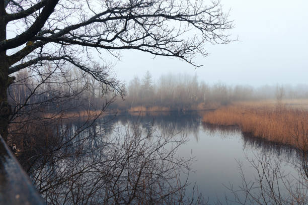 A tranquil scene depicting a frozen lake surrounded by frosty trees under a soft fog. The atmosphere conveys calmness and natural beauty.