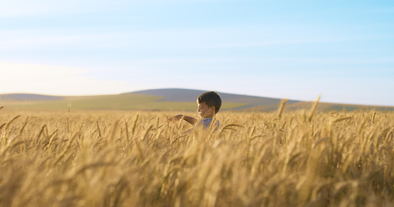 Nature, playing and boy child in wheat field with growth, development and blue sky in countryside. Kid in tall grass, plants and sustainable farm with fun, adventure and outdoor with blue sky horizon