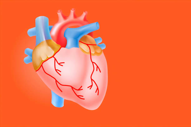 istock Human heart on orange background, illustration. Vein and aorta 2105097372