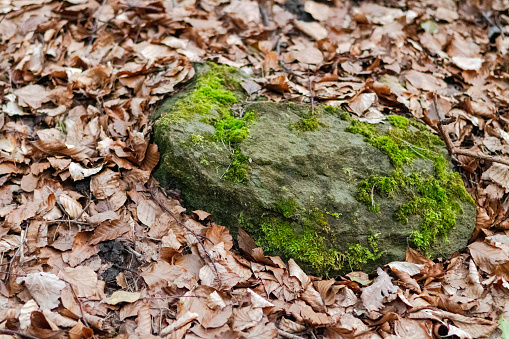 Stone in the forest