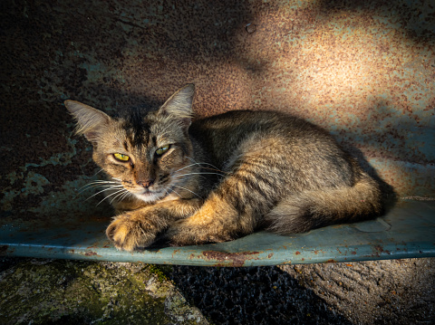 A gray cat sits resting and basking in the sunlight.