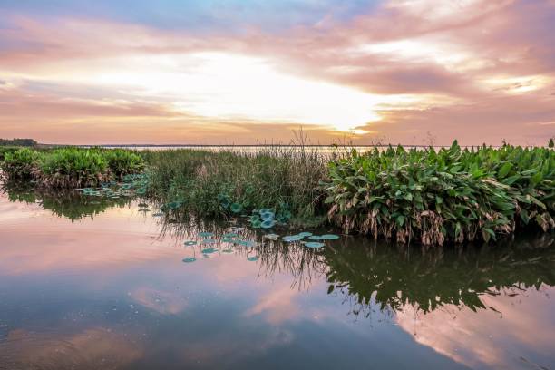 istock Dramatic sunset over Lake Apopka and green vegetation in Florida 2105102711