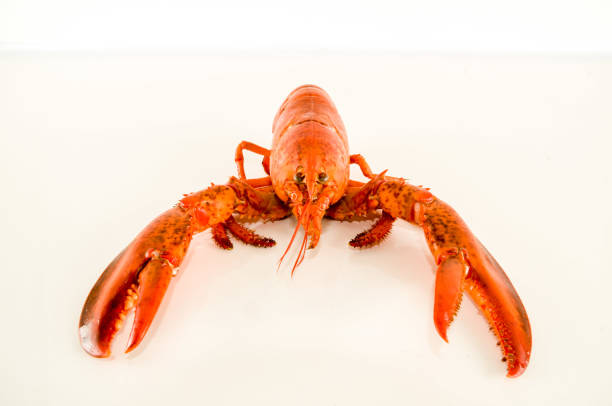 istock Delicious freshly steamed lobster 2105115874