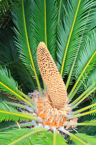 Closeup of  Cycas revoluta (also known as Sago palm) male reproductive pollen cone surrounded by frond-like curled leaves