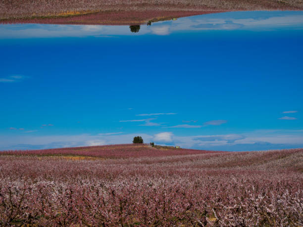 Abstract landscape of a peach tree field in spring. Double image of heaven and earth.