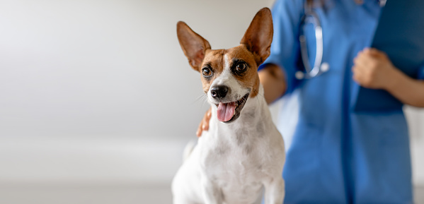 Cheerful brown and white dog with tongue out, looking at camera with veterinarian in blue scrubs partially visible in the soft-focus background, panorama, free space