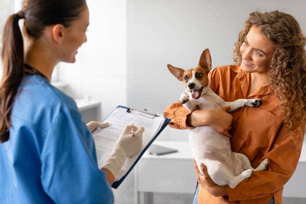istock Happy Jack Russell with owner reviewing chart with vet 2105120724