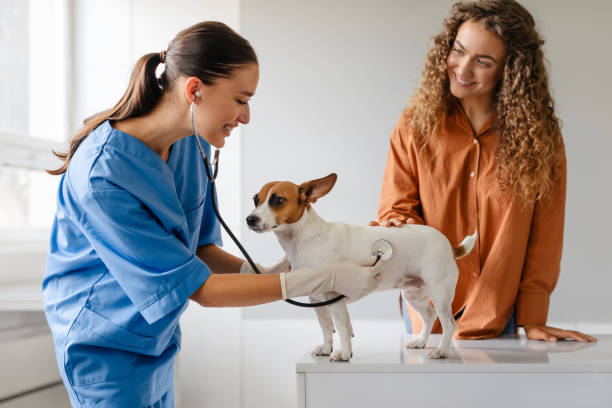 istock Female vet examines dog as owner looks on with affection 2105120725
