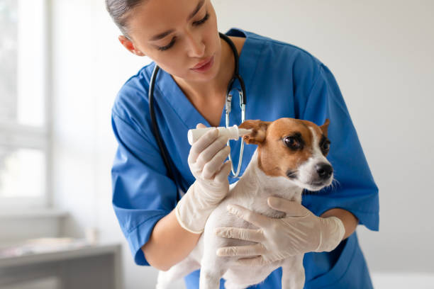 istock Woman vet using ear drops to Jack Russell Terrier dog 2105120983