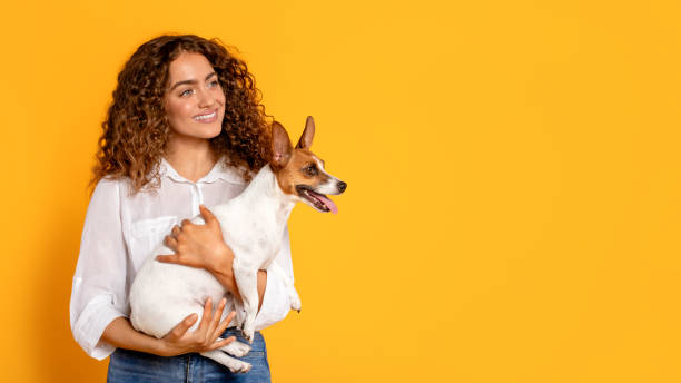 istock Curly-haired woman lovingly holding Jack Russell Terrier, on yellow background 2105121256