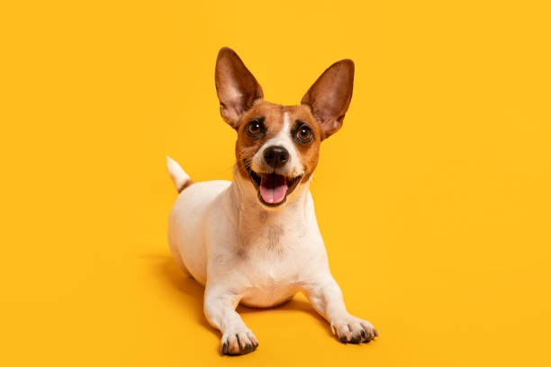 istock Happy Jack Russell Terrier with big ears on yellow backdrop 2105121260