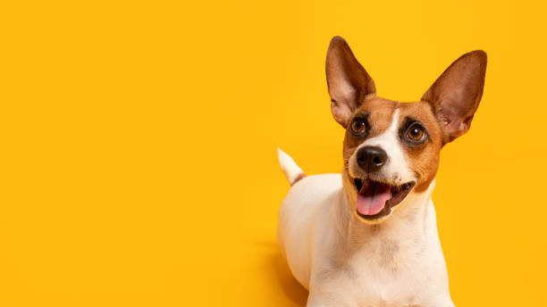istock Cheerful Jack Russell with large ears against yellow backdrop, free space 2105121264