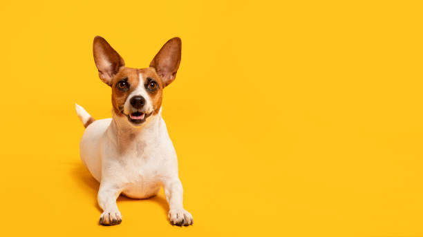 istock Cheerful Jack Russell Terrier lying down on yellow background, copy space 2105121265